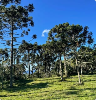 Imóveis em Chácaras em Urubici